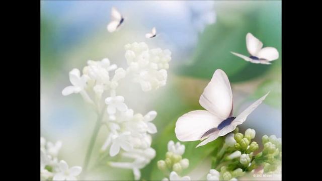 Fluturii смотреть онлайн