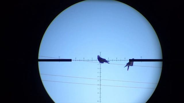 Crow Hunting. смотреть онлайн