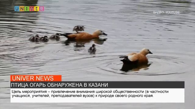 ПТИЦА ОГАРЬ ОБНАРУЖЕНА В КАЗАНИ смотреть онлайн