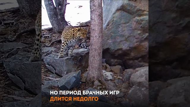 Кошачья походка: фотоловушка в Приморье сняла свидание леопардов
