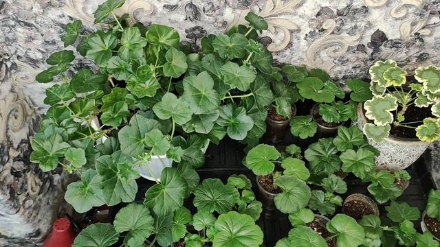 Как укоренить черенок Пеларгонии за 10 дней. Метод укоренения . Цветы.Сад.