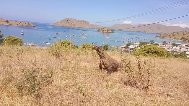 Komodo Dragon Swallows Another Goat on the hill, the latest special video today смотреть онлайн