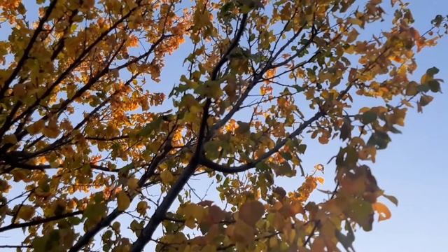 Остановись, мгновенье! Звуки листопада в саду.???Привет от курочки)) смотреть онлайн
