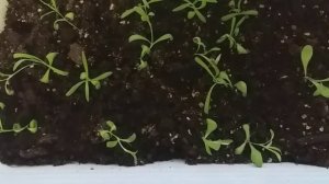 пикировка гвоздики шабо