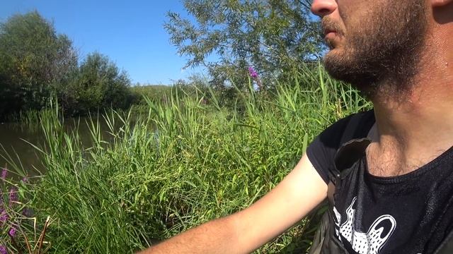 ДИКИЕ КАРПЫ В РУЧЬЕ НА ПОПЛАВОК! Рыбалка 2020 ЖОР,Карп на поплавок.НЕ ПЛАТНИК!! смотреть онлайн