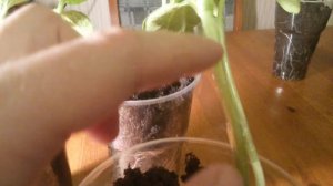 Прививка арбуза к тыкве - сближение стеблей.