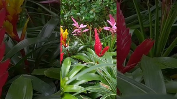 Bromeliaceae (Bromeliads)