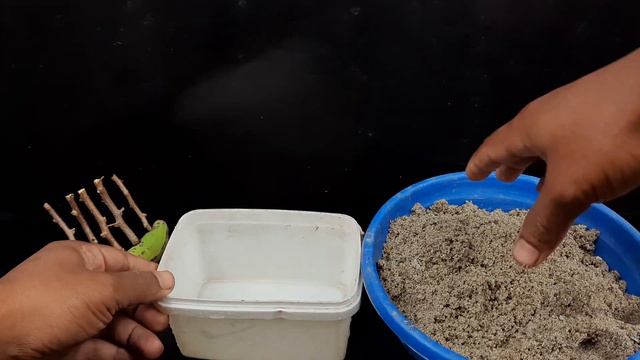 How To Grow Bougainvillea Trees From Cuttings In A Banana смотреть онлайн