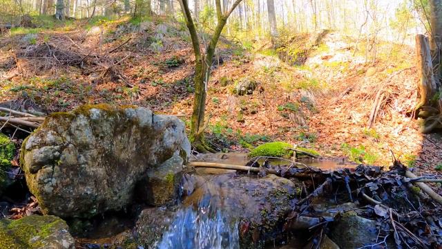 Звуки природы - Песни птиц - 1 час пения птиц в лесу смотреть онлайн