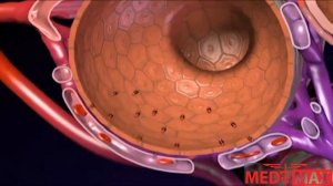 Как работают легкие ?