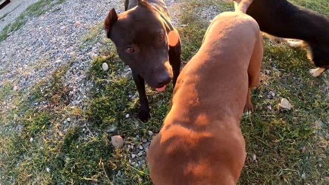 Бандиты бегают за мячиком, волчонок украла мяч! Питбуль/ВОлк/Дворняжка. смотреть онлайн