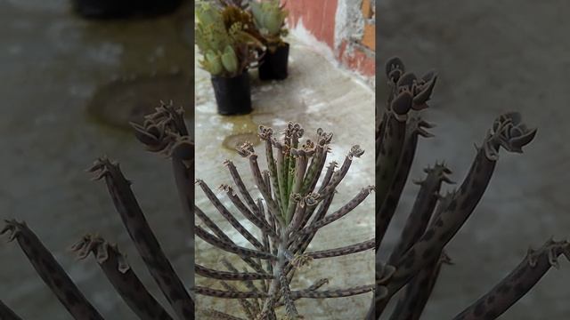 Kalanchoe TUBIFERA Bryophyllum  Tubiflora ? MASTER K 40 ⭐