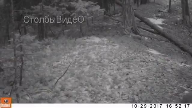 Соболь охотится на кабаргу под Красноярском смотреть онлайн