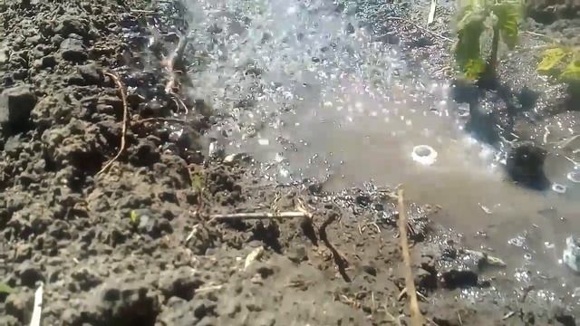 Муравьи, которые бегают по воде смотреть онлайн