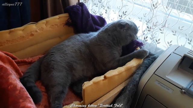 Charming kitten Scottish Fold смотреть онлайн