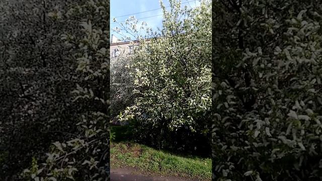 Цветет черёмуха душистая!! смотреть онлайн