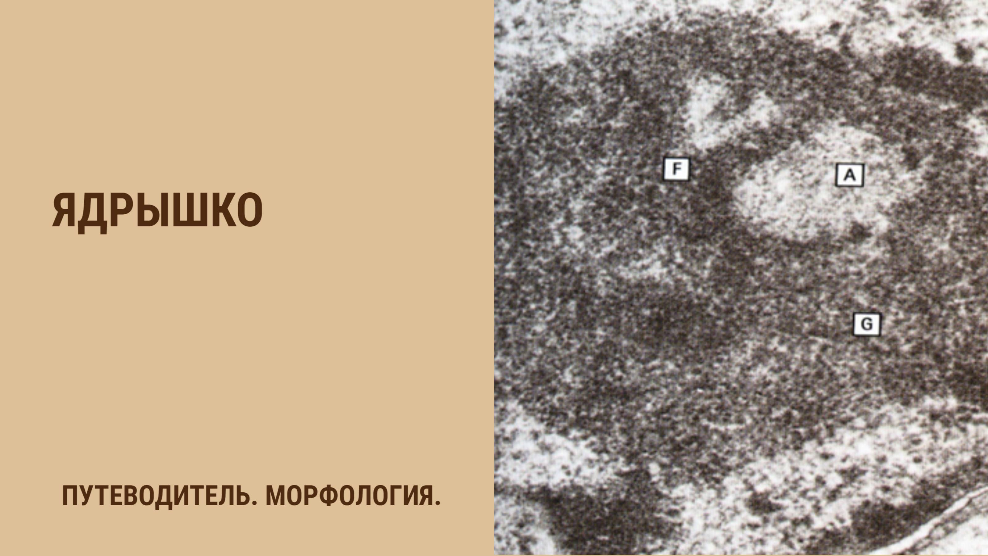 Ядрышко смотреть онлайн