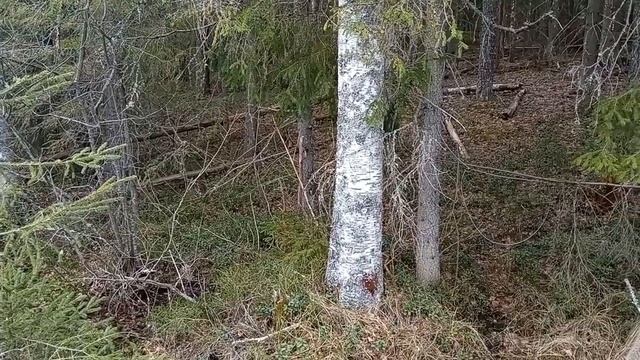 Охота на волков. Как поставить петлю на волка. 2-я часть. смотреть онлайн