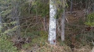 Охота на волков.  Как поставить петлю на волка. 2-я часть.