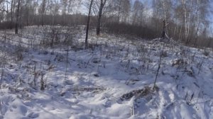 охота на зайца новосибирская область 21-22 . взяли по зайчику и домой