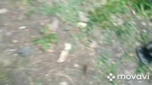 МАЗ с двигателем Weichai WP 12.  Начинает доставлять заботы.