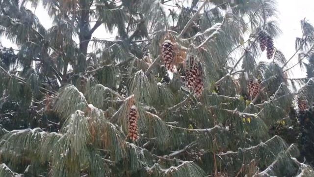 Сосна гималайская. Моя любимая смотреть онлайн