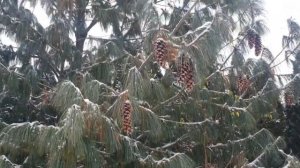Сосна гималайская. Моя любимая