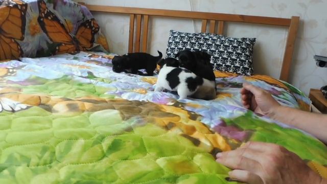 18 ЩЕНКОВ ЧИХУА . Д Р . ИЮНЬ 2019 #КУПИТЬЩЕНКАЧИХУАПРОДАЮ( ПИТОМНИК "МАРИ МИСТИК" ) смотреть онлайн