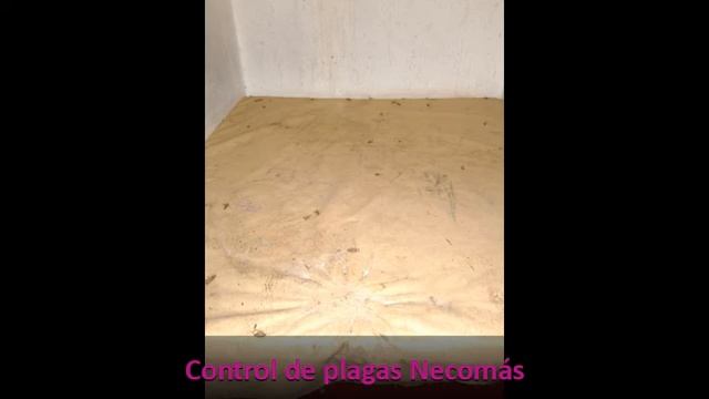 Control Blattella Germánica смотреть онлайн