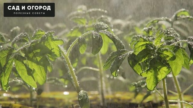 Йод для Томатов , ЙОД - СУПЕР СРЕДСТВО ДЛЯ РАССАДЫ ТОМАТОВ! смотреть онлайн