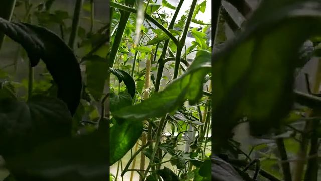 Обзор томата Японка 01.08.2020 смотреть онлайн