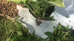 Как освоить заросший участок?