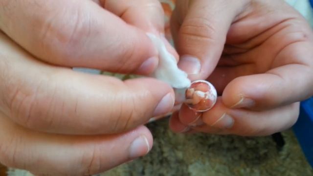 Рождение волнистого попугая:Как рождаются попугайчики с помощью человека. смотреть онлайн