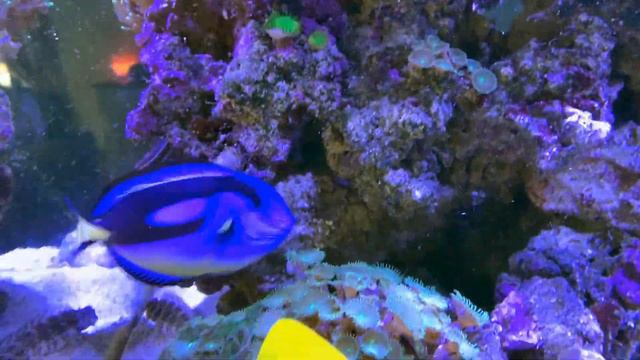 My RSM 400S Reef Tank смотреть онлайн