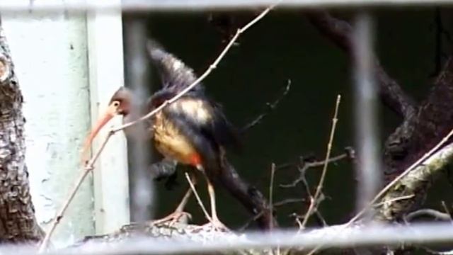 АНГЛИЙСКИЕ ПОГОВОРКИ: Birds of a feather flock together и другие смотреть онлайн