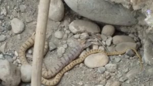 Змея Гюрза в Кыргызстане