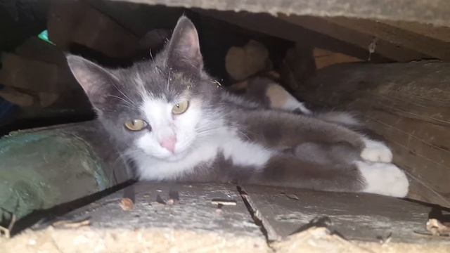 Котята породы Двортерьер. Добрые и ласковые зверьки смотреть онлайн
