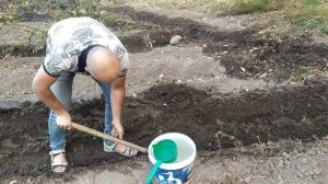 Сажаем ежемалину