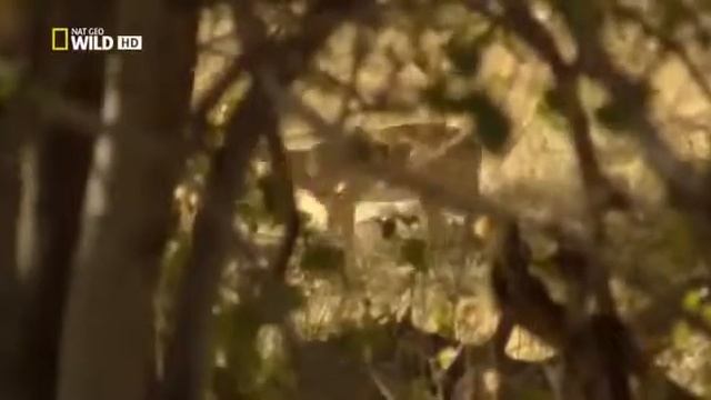 Леопард враг Льва .Борьба за территорию охота Леопарда . Хищники Африки смотреть онлайн