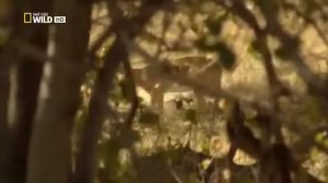 Леопард враг Льва .Борьба за территорию охота Леопарда . Хищники Африки