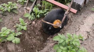 Самодельный дисковый окучник.