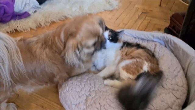 BAD CAT and Pekingese! смотреть онлайн