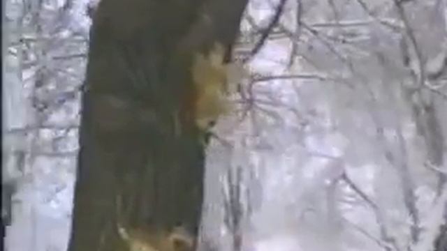 Чечня Своими глазами 1995 Часть 2 смотреть онлайн