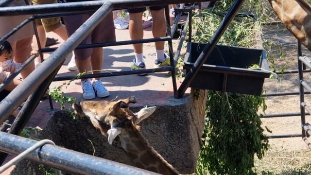 ТАЙЛАНД Паттайя 2023 \ К Просмотру и Посещению ОБЯЗАТЕЛЬНО!!!\ Открытый Контактный Зоопарк КХАО КХЕ смотреть онлайн