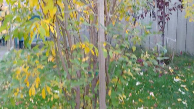 Enjoying a Good Time In The Garden! Fall Colors, Fairy Lights Hint смотреть онлайн