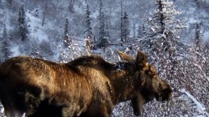 Как охотиться на лося зимой? Секреты таёжного охотника!