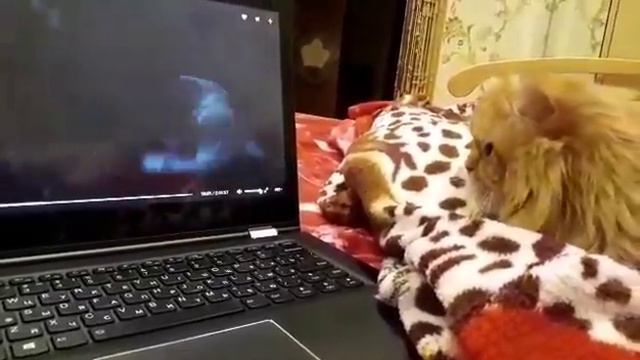24.09.2017 - Кот Нарцисс (теперь Персик) стал домашним (видео из дома) смотреть онлайн