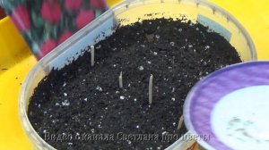 Вербена из семян  Как я сею семена вербены на рассаду