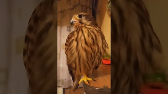 Домашний СОКОЛ по имени Гоча смотреть онлайн