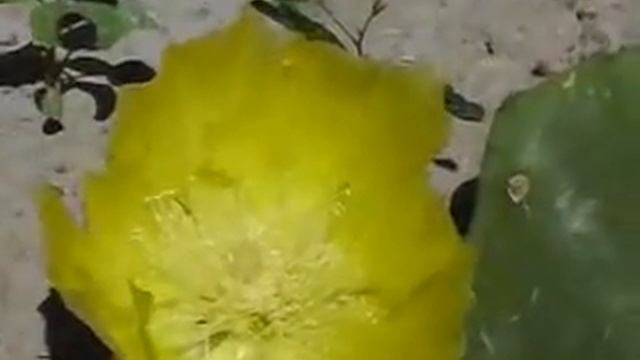 Cactus Flower Nopal ancient food смотреть онлайн